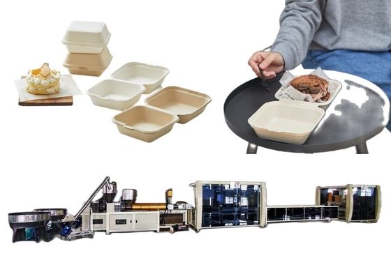 Línea máquina biodegradable disponible de la caja de la hamburguesa de la maquinaria de la ampolla del envase de comida